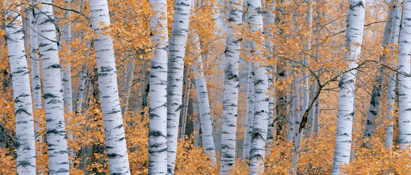 Dense stand of birch trees with white trunks and orange autumn foliage in a misty forest