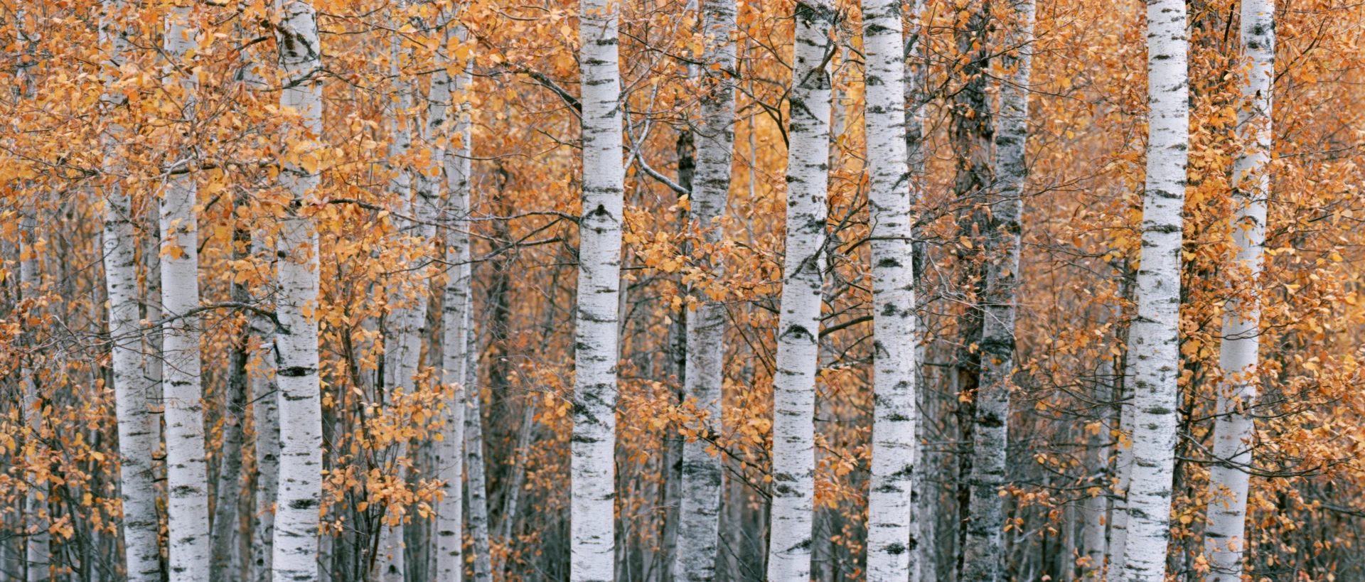 Dense stand of birch trees with white trunks and orange autumn leaves in a forest setting