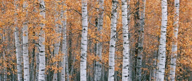 Dense stand of birch trees with white trunks and orange autumn leaves in a forest setting