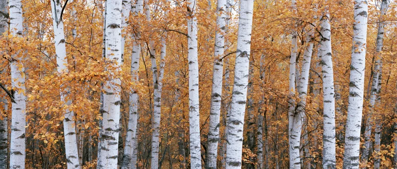 Dense stand of birch trees with white trunks and golden autumn foliage in a forest setting