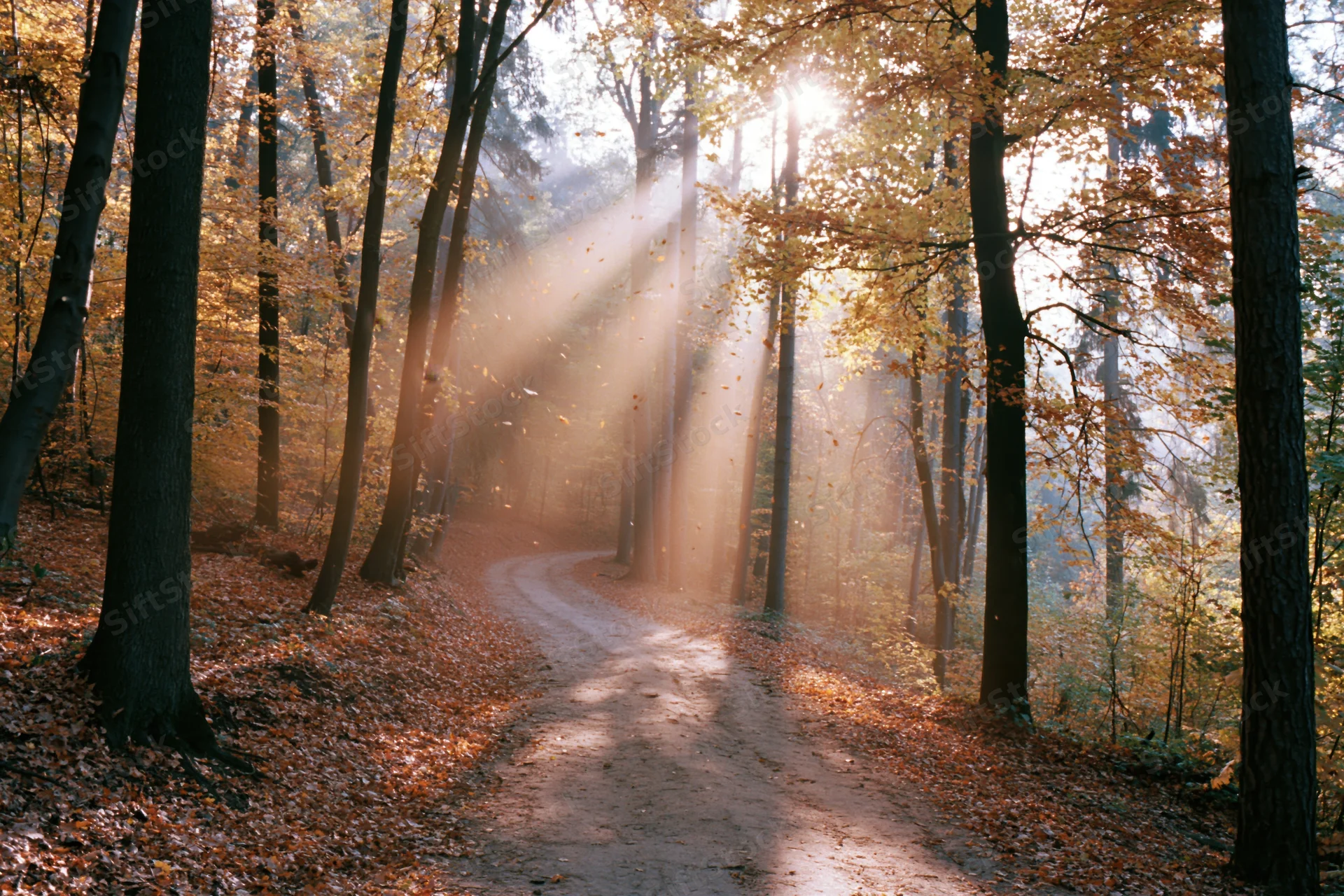 Dirt path winding through autumn forest with sunlight streaming through trees
