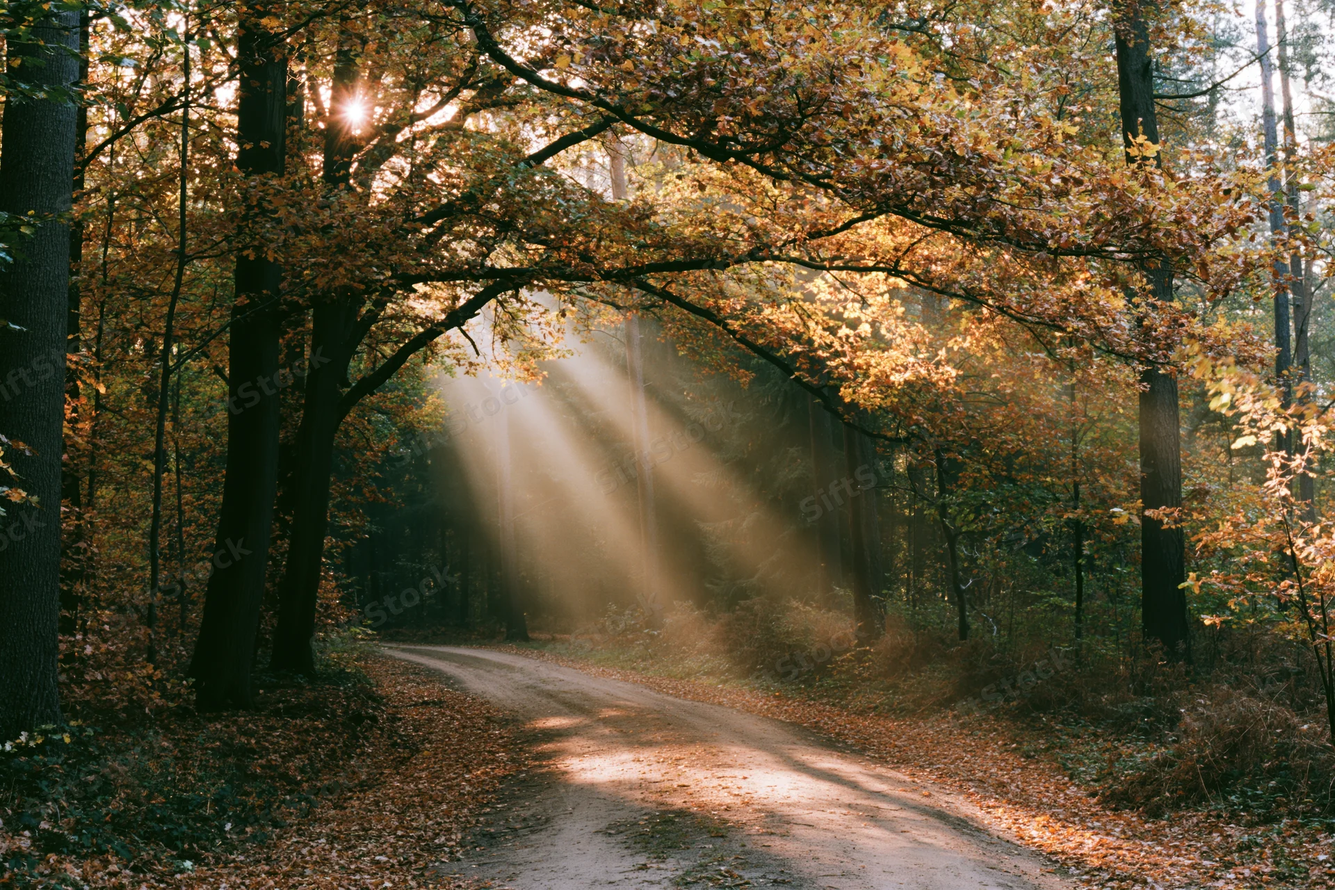 Dirt path winding through dense autumn forest with sunlight streaming through tree canopy