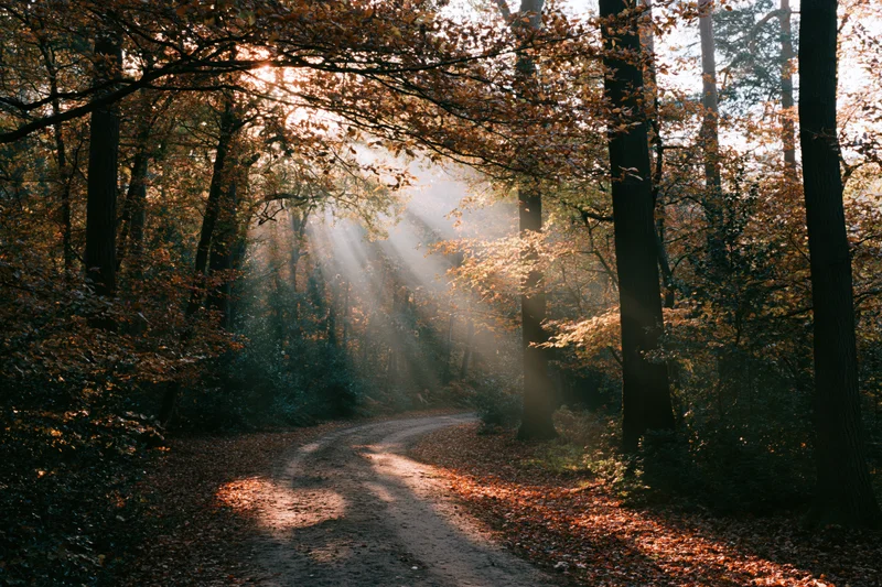 Dirt path winding through dense autumn forest with sunlight filtering through trees