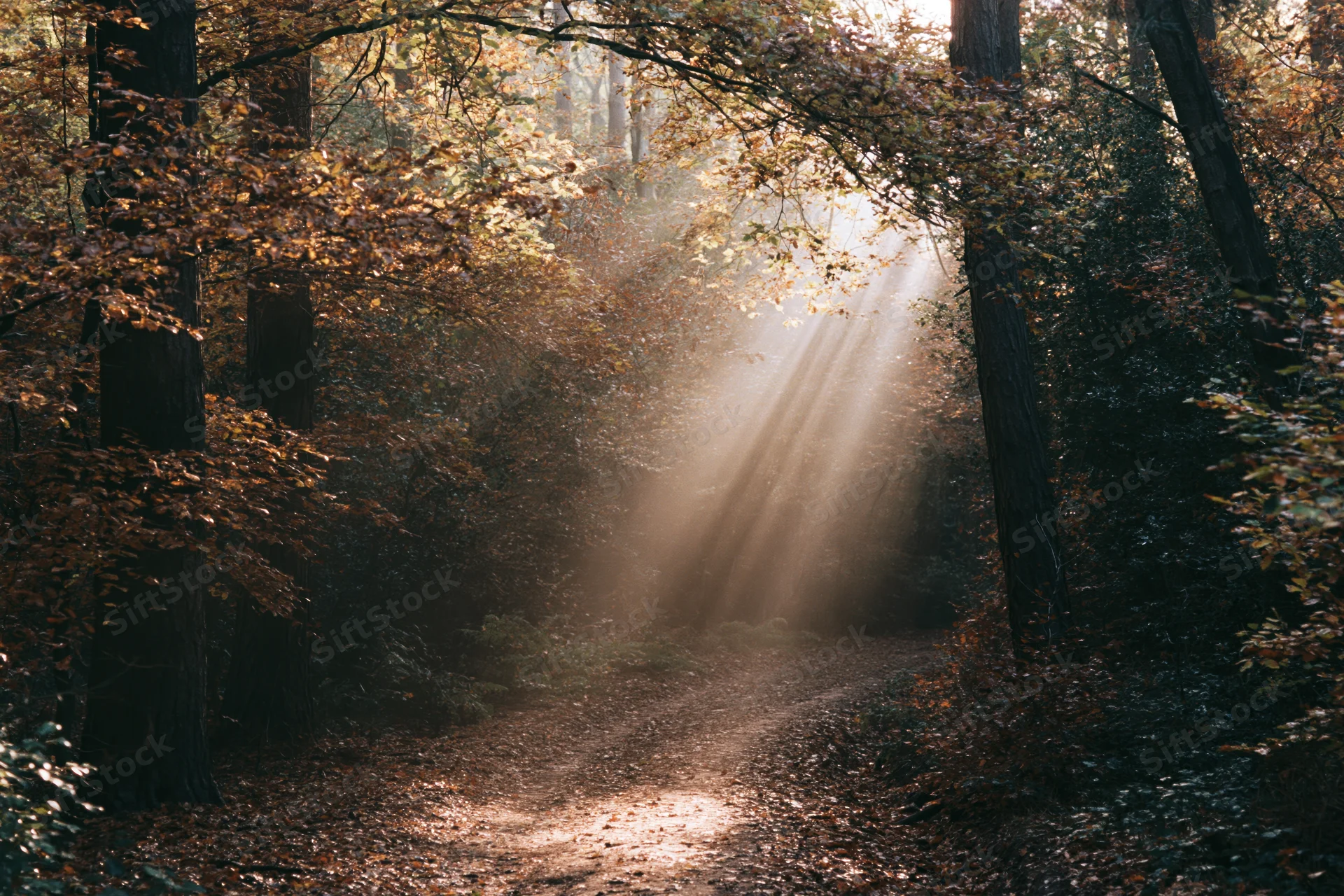 Dirt path winding through dense autumn forest with sunlight streaming through trees