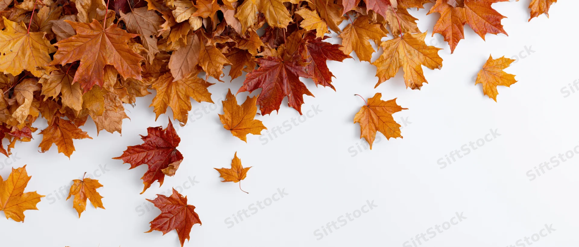 Scattered autumn maple leaves on white background with copyspace
