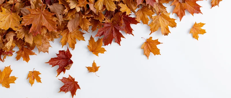 Scattered autumn maple leaves on white background with copyspace