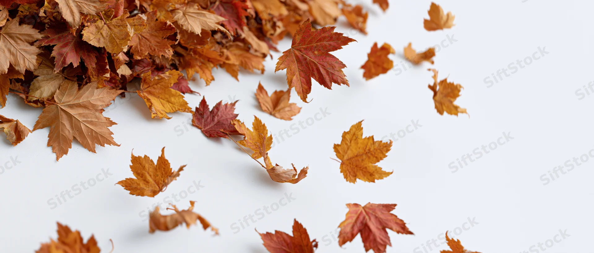 Dried maple leaves scattered across a white surface with copyspace