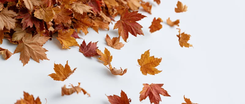 Dried maple leaves scattered across a white surface with copyspace