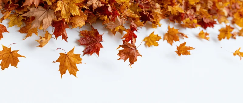Autumn maple leaves scattered across a white surface with copyspace