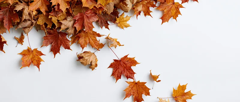 Dried maple leaves scattered across white surface with copyspace on right