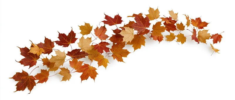 Scattered autumn maple leaves arranged in a curved line on white background
