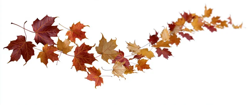 Scattered autumn maple leaves falling in a swirling pattern against white background