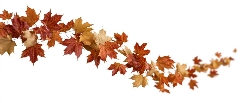 Autumn maple leaves scattered and falling in a sweeping arc against white background
