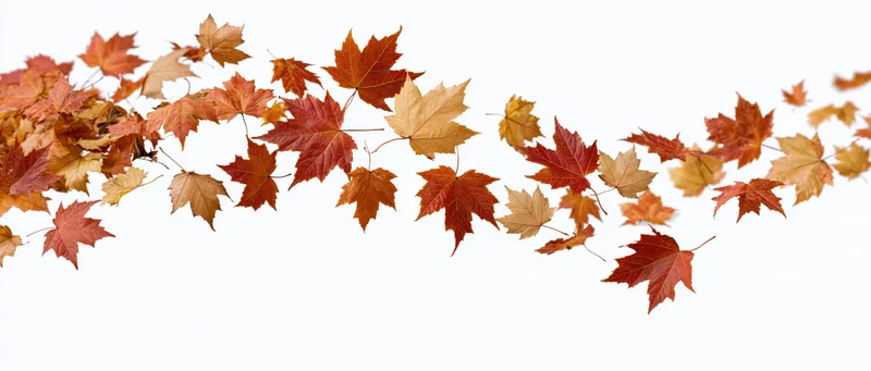 Scattered autumn maple leaves falling across a white background