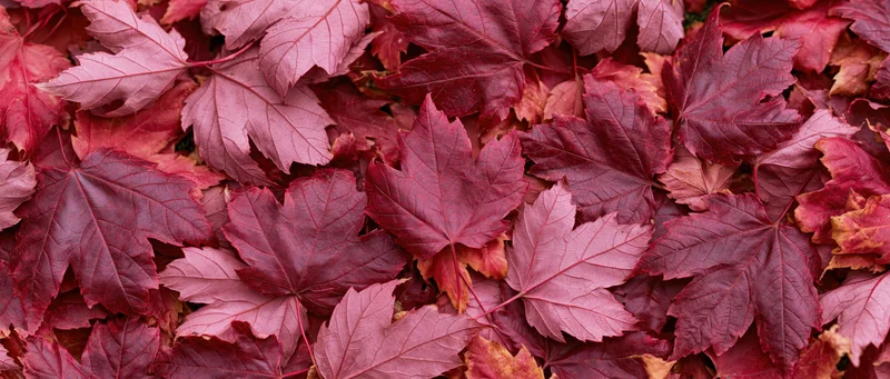 Dense layer of fallen red maple leaves covering the ground in autumn