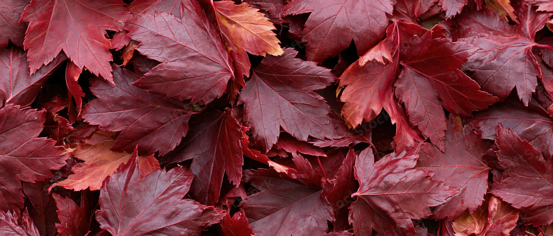 Dense layer of fallen red maple leaves covering the ground in autumn