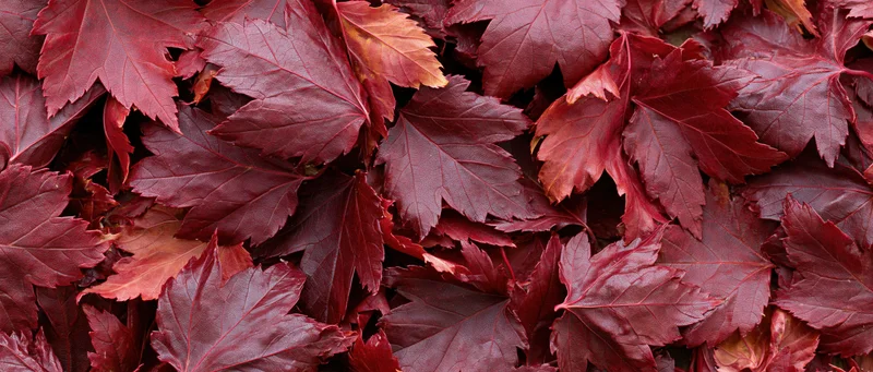 Dense layer of fallen red maple leaves covering the ground in autumn