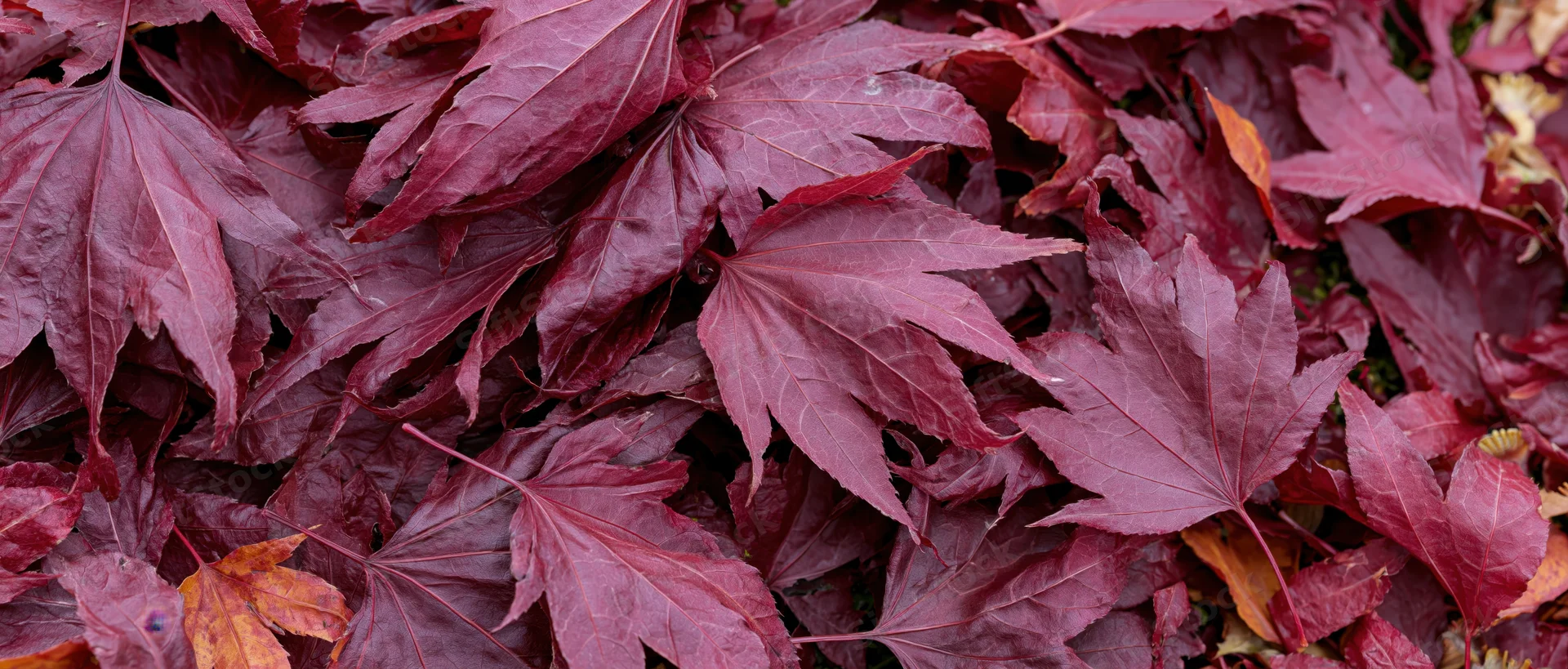 Dense layer of fallen red maple leaves covering the ground in autumn