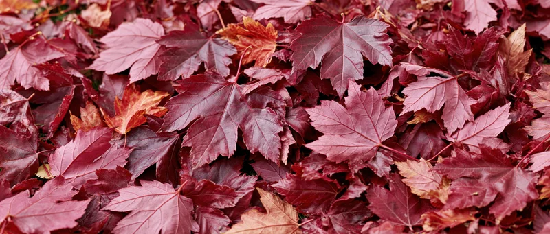 Dense layer of red maple leaves covering the ground in autumn