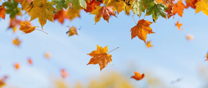 Maple leaves floating and falling mid-air against a clear blue sky in autumn