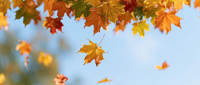 Maple leaves falling and floating in mid-air against a clear blue sky