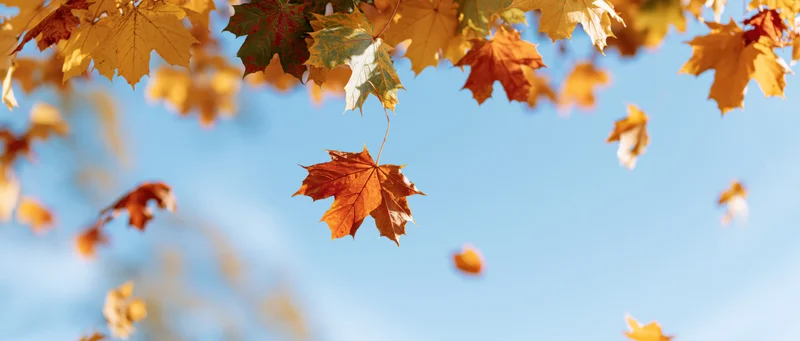 Maple leaves falling and floating in mid-air against a clear blue sky