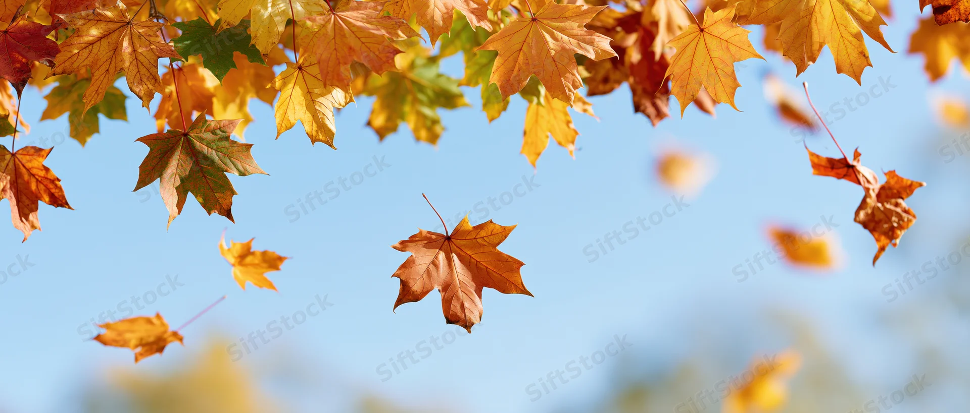 Maple leaves falling and floating in mid-air against a clear blue sky