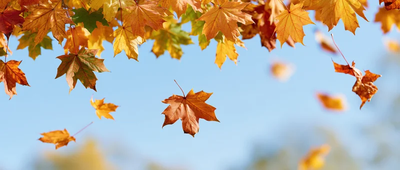 Maple leaves falling and floating in mid-air against a clear blue sky