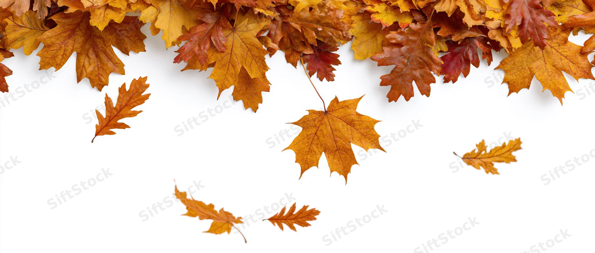 Autumn leaves scattered across white background with copyspace