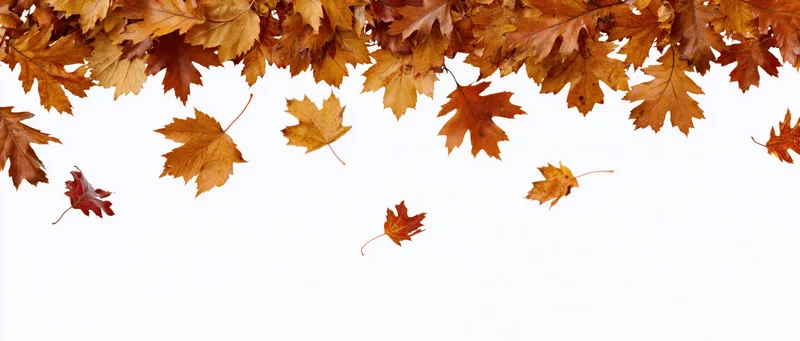 Autumn leaves falling from top of frame against white background with copyspace below