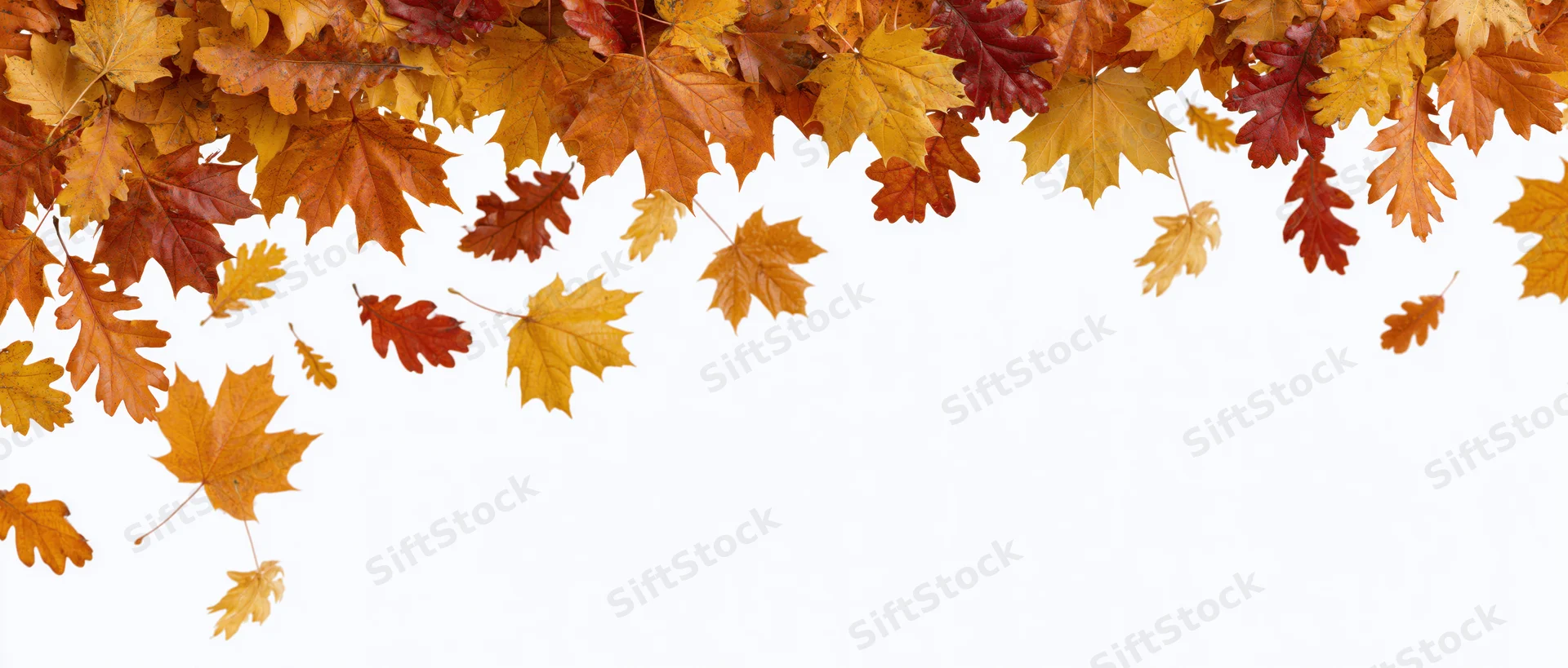 Autumn leaves falling across the top of the frame against a white background