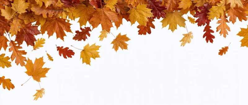 Autumn leaves falling across the top of the frame against a white background