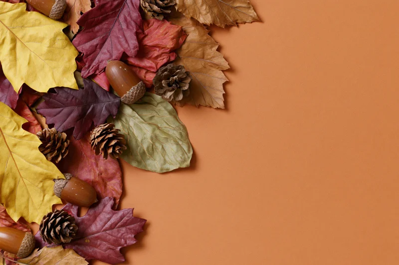 Dried autumn leaves acorns and pinecones arranged in corner on orange background