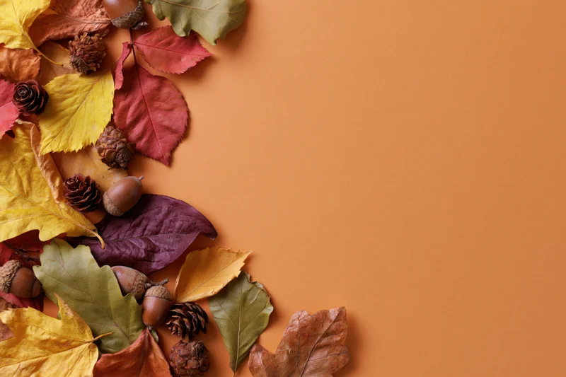 Dried autumn leaves acorns and pinecones arranged along left side on orange background