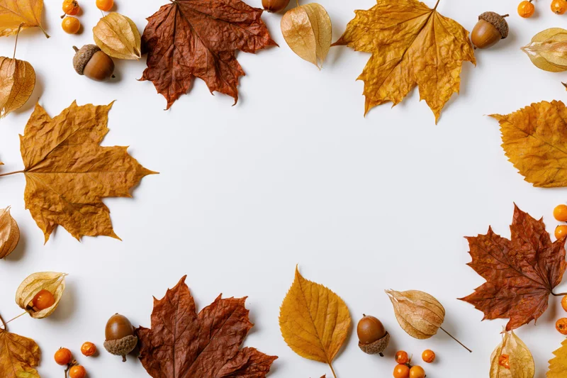 Dried autumn leaves acorns physalis pods and small orange berries arranged in a border on white background with copyspace