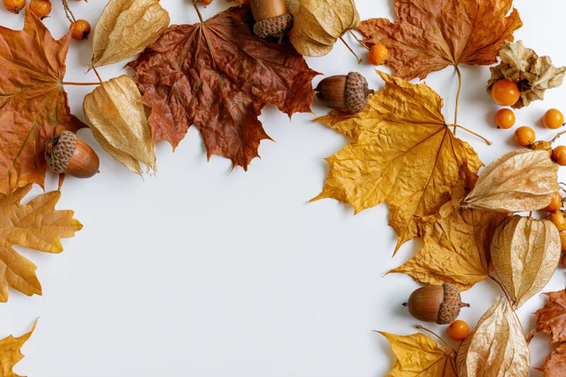 Dried autumn leaves and acorns arranged in a border on white background with copyspace