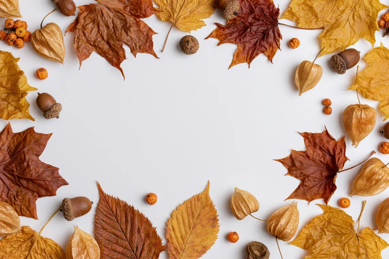 Dried autumn leaves acorns physalis pods and small orange berries arranged in a border around white copyspace