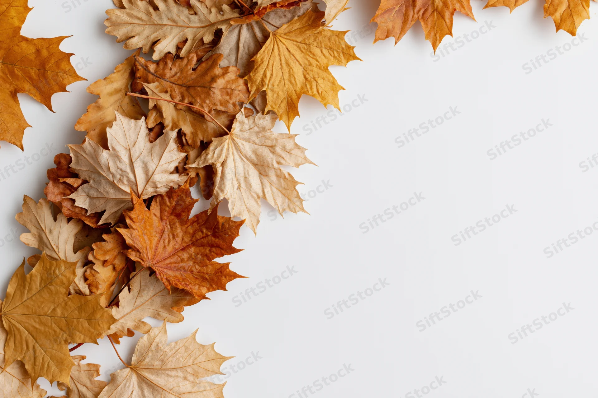 Dried maple leaves arranged along the left and top edge on a white surface