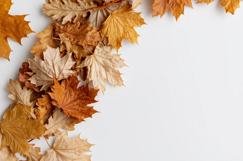 Dried maple leaves arranged along the left and top edge on a white surface