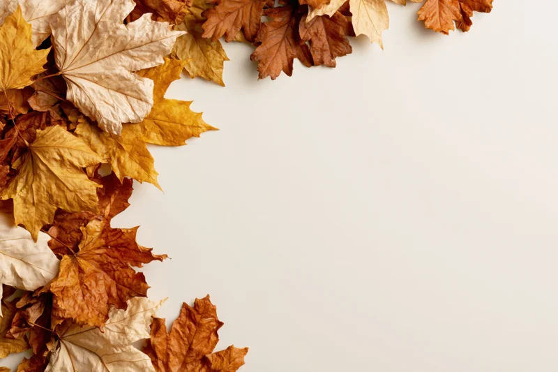 Dried autumn maple leaves arranged along the left and top edge on a plain surface