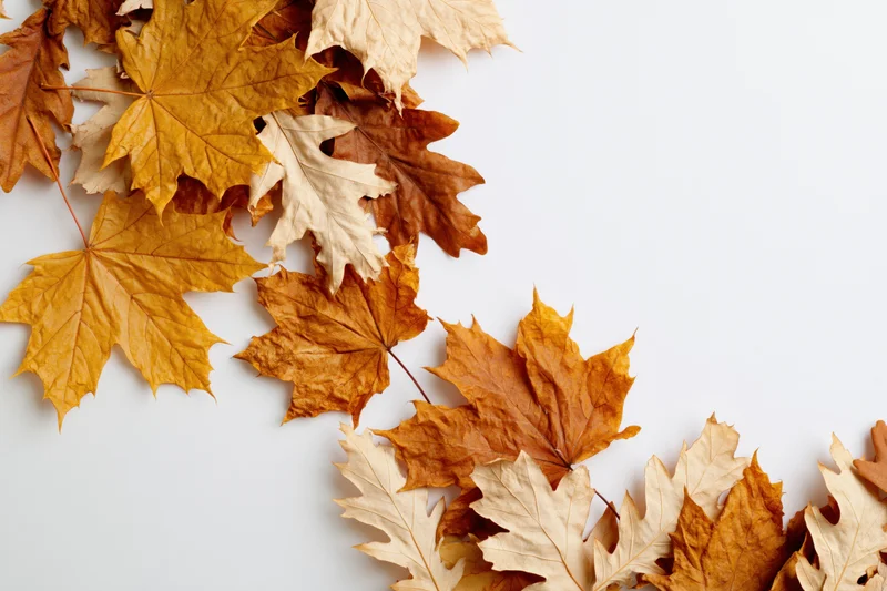 Dried autumn maple leaves arranged along the left and top edge on white background