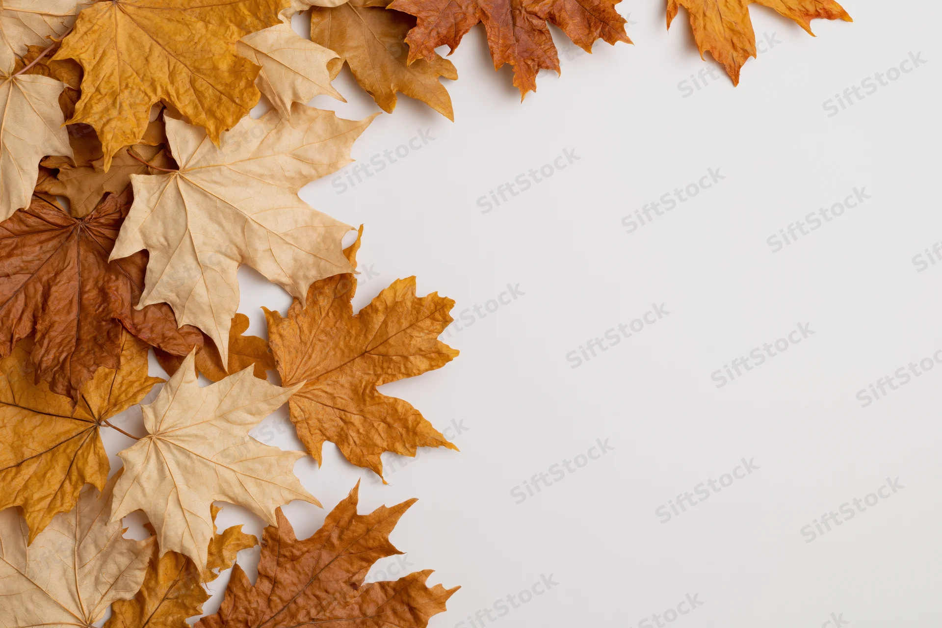 Dried maple leaves arranged along the left and top edge on a white surface with copyspace