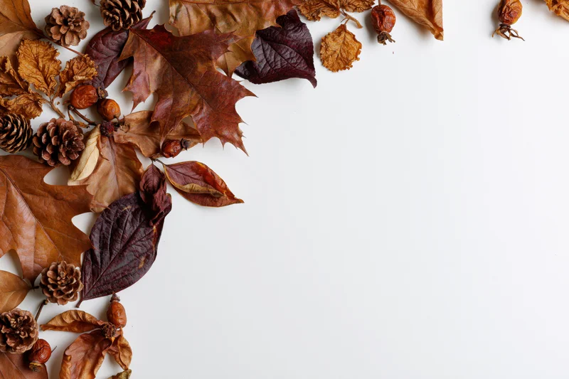 Dried autumn leaves and pinecones arranged in a corner border on white background
