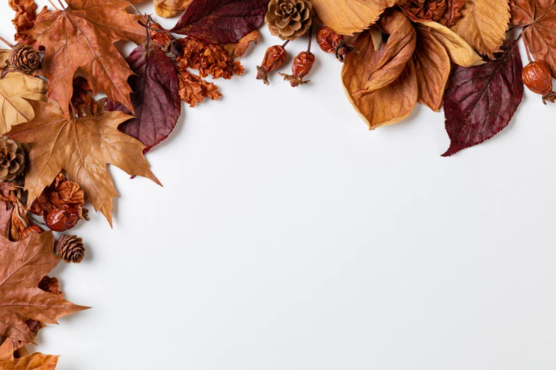 Dried autumn leaves and pinecones arranged along the top edge of a white surface, leaving copyspace below