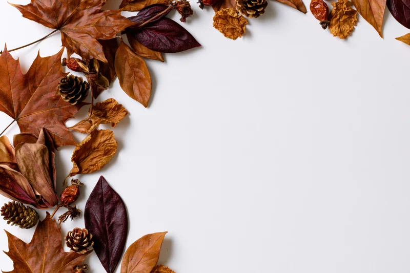Dried autumn leaves and pinecones arranged along the left and top edges of a white surface, leaving copyspace on the right