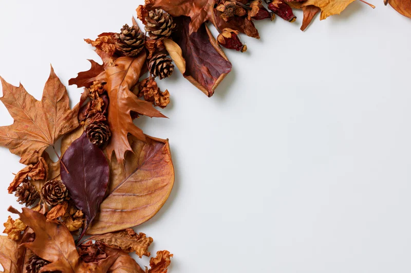 Dried autumn leaves and pinecones arranged in a border along the left side of a white surface