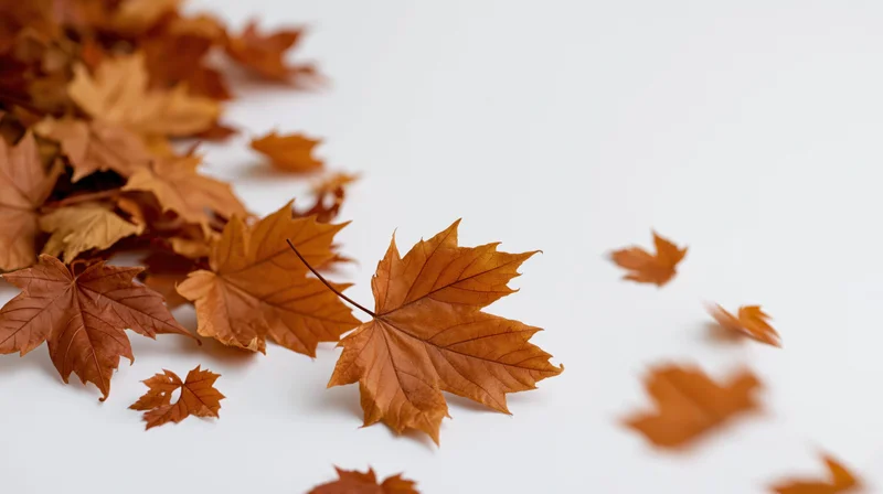 Dried maple leaves scattered across white surface with some in mid-fall motion
