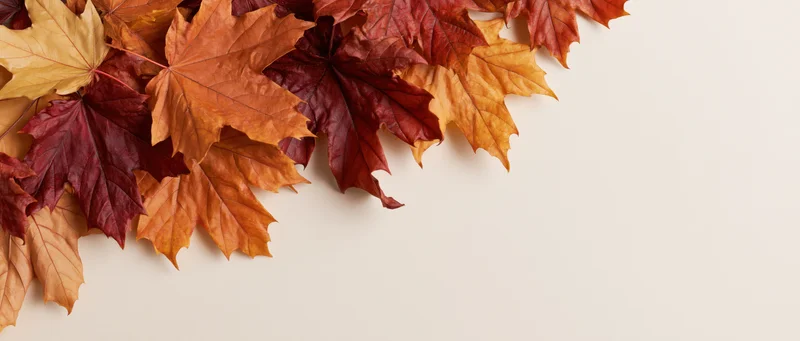 Dried maple leaves scattered along the top left corner on a light background with copyspace on the right