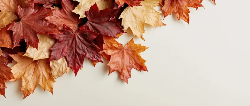 Dried maple leaves scattered along the top left corner on a light background with copyspace on the right