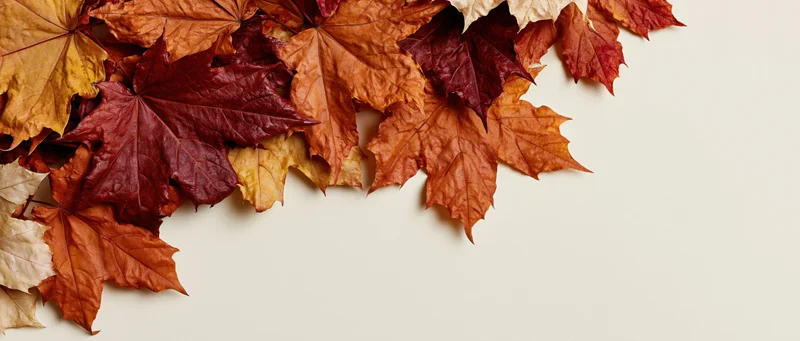 Dried maple leaves scattered and overlapping along the top edge of a light surface
